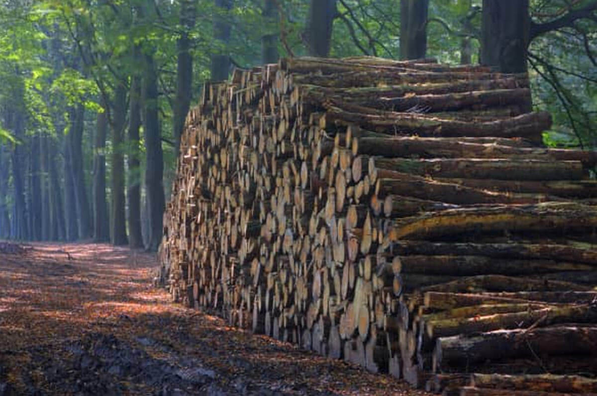Comparación de diferentes fórmulas de escala de troncos de madera