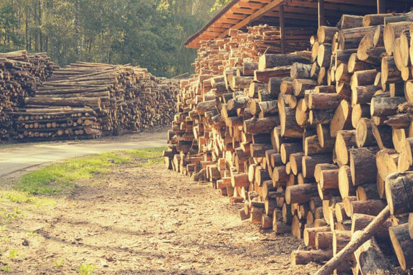 Uso de madeira para construção: Maximize o valor de cada tora de madeira com o Timbeter